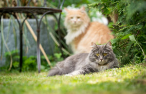 two different colored maine coon cats outdoors in the garden looking at camera two different colored maine coon cats outdoors in the garden looking at camera